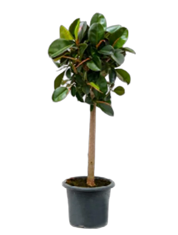 Фикус эластика Робуста - Ficus elastica Robusta D35 H160