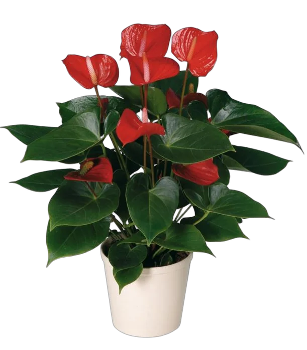 Антуриум Андреанум Принцесса Алексия Красный - Anthurium Princess Ariane Red  D15 H55