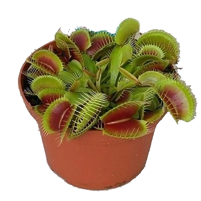 Хищные / плотоядные