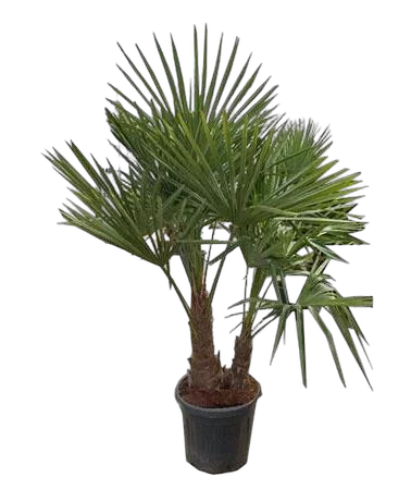 Трахикарпус Фортунели - Trachycarpus Fortunei D40 H180