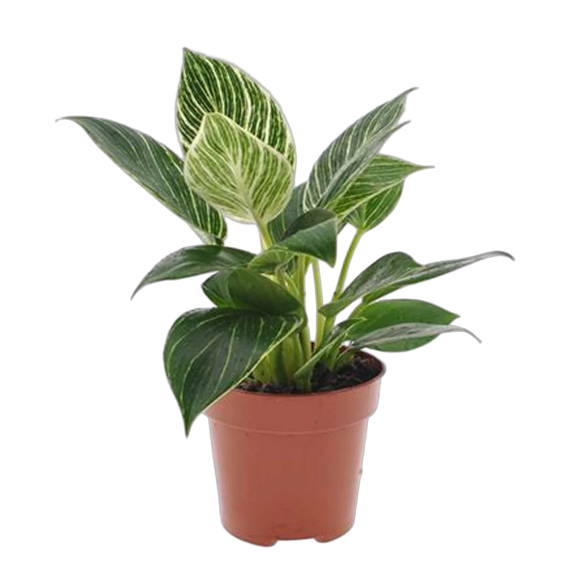 Филодендрон Вайт вейв - Philodendron White Wave D12 H25