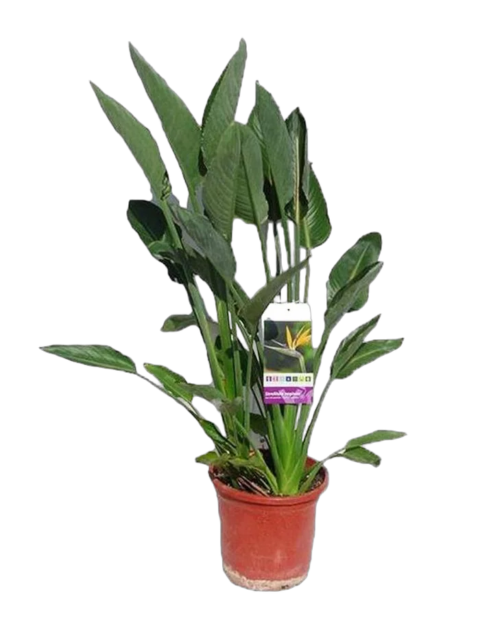 Стрелиция королевская - Strelitzia reginae D27 H100