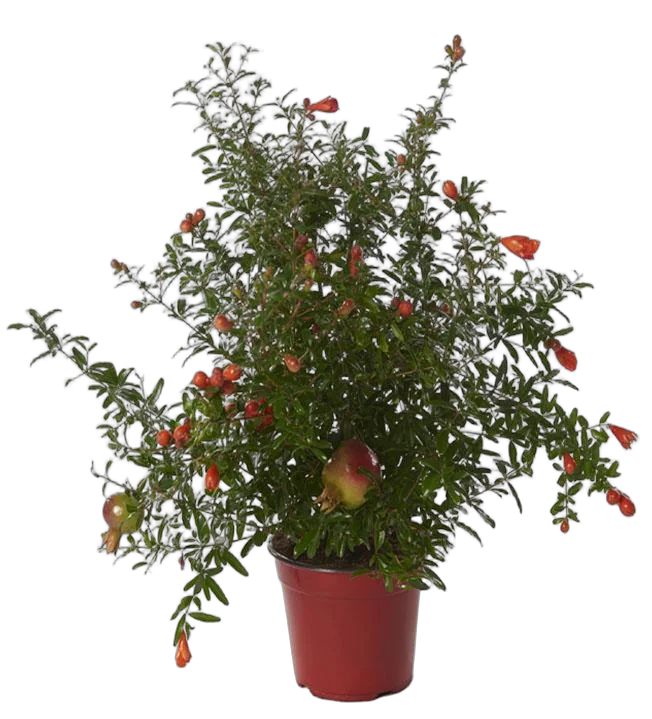 Гранат комнатный - Punica granatum Nana D15 H50