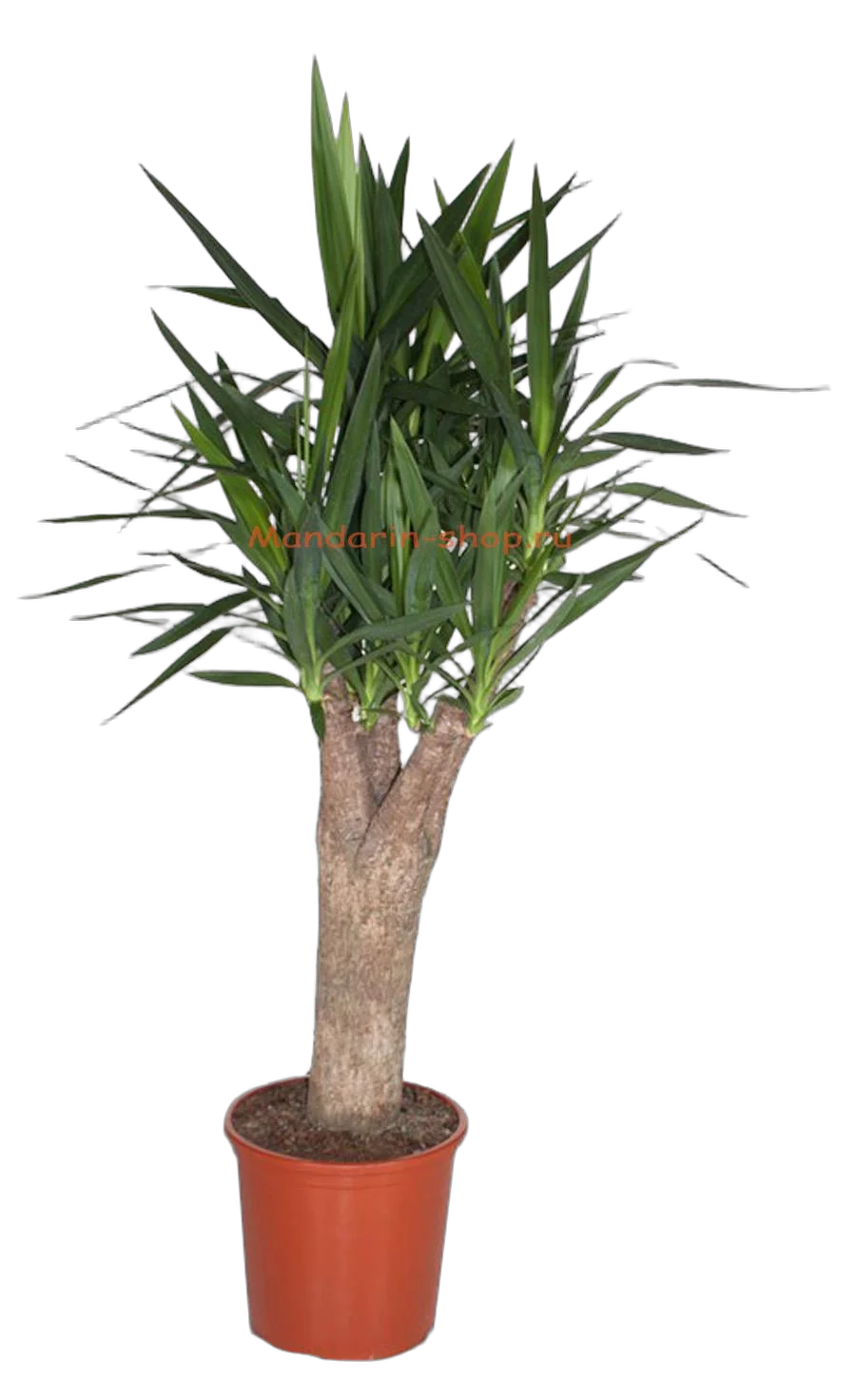 Пальма Юкка - Yucca Stem Branched D32 H150