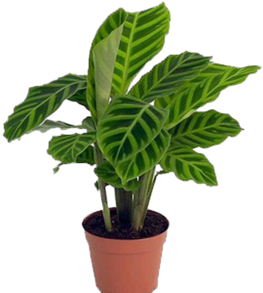 Калатея зебровидная - Calathea zebrina D12 H35
