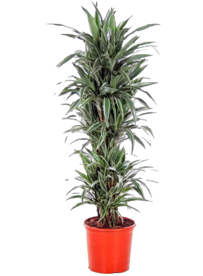 Драцена Варнески куст - Dracaena Warneckei D35 H190