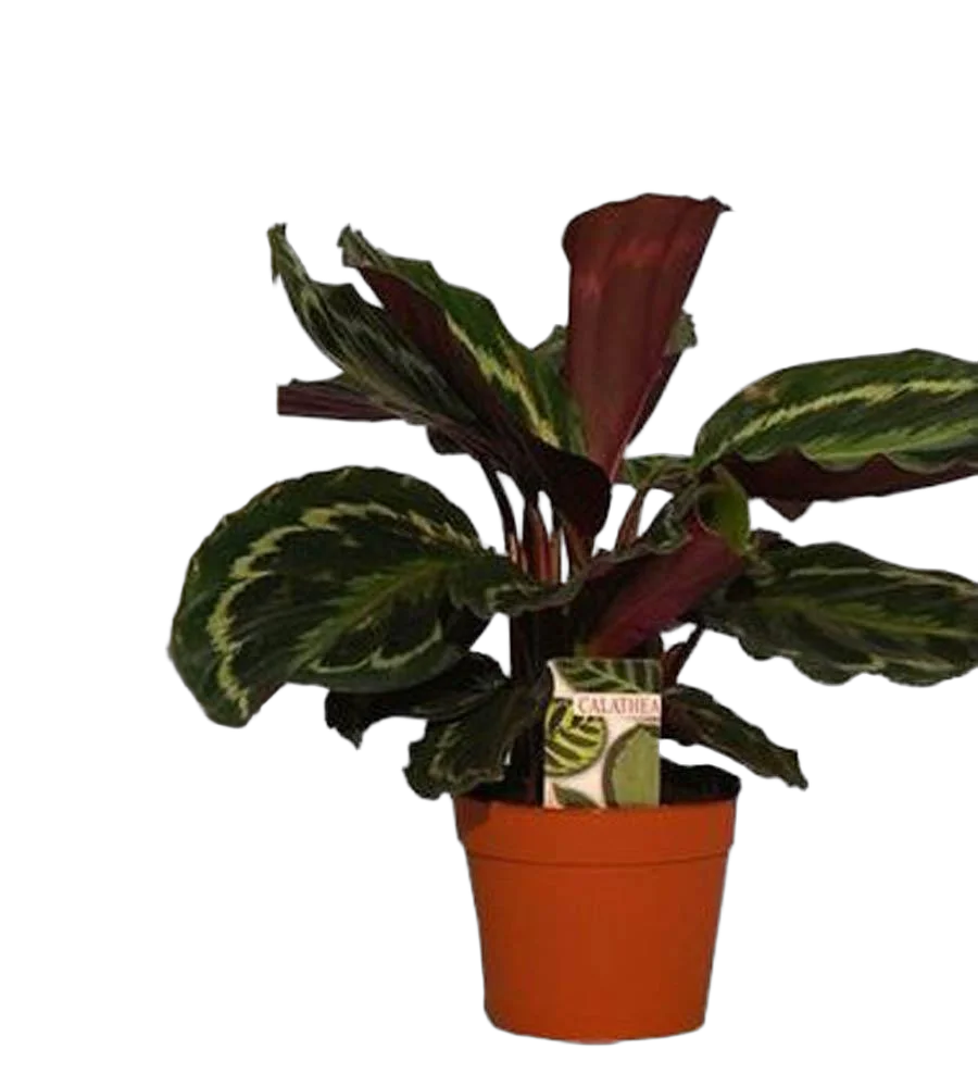 Калатея Медальон - Calathea roseopicta D12 H30
