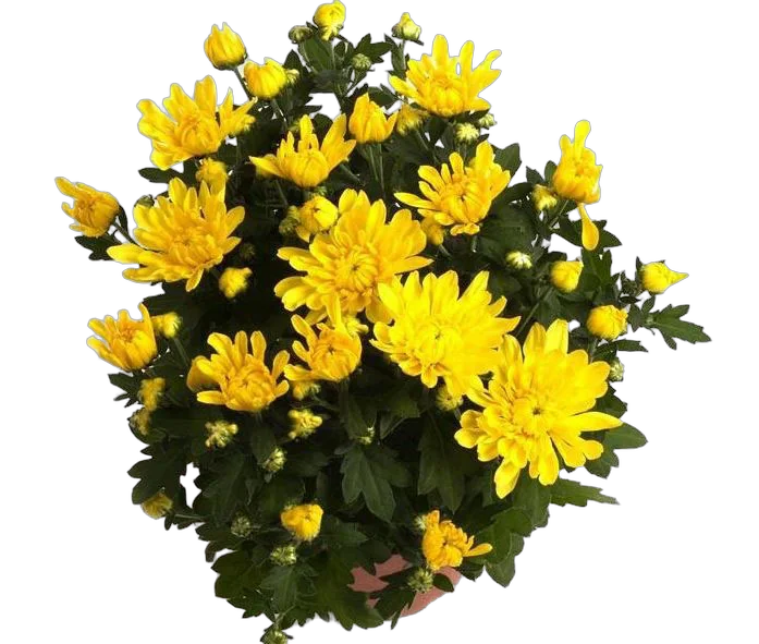 Хризантема Желтая махровая - Chrysanthemum Covington D15 H30