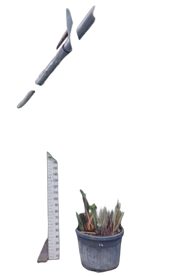 Стрелиция Николай - Strelitzia Nicolai D75 H400