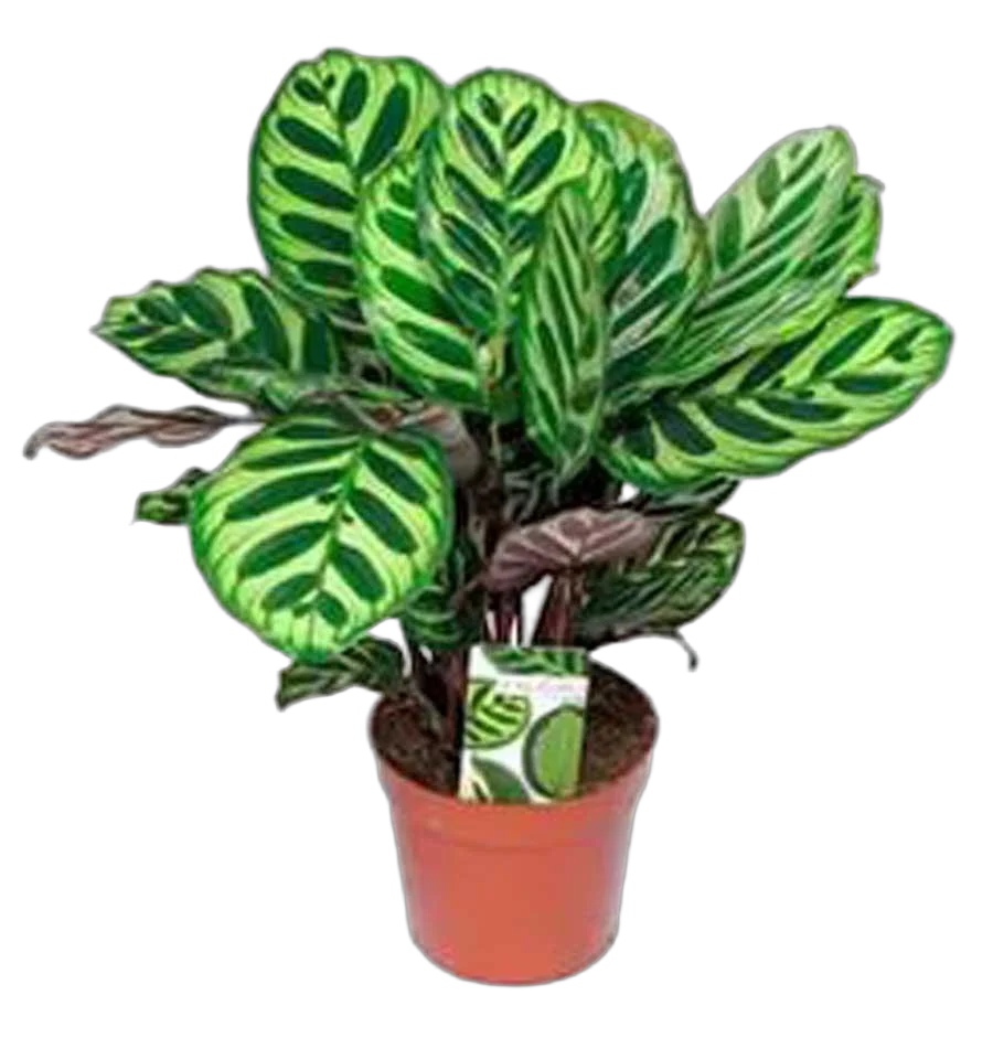 Калатея Макоя - Calathea makoyana D12 H25