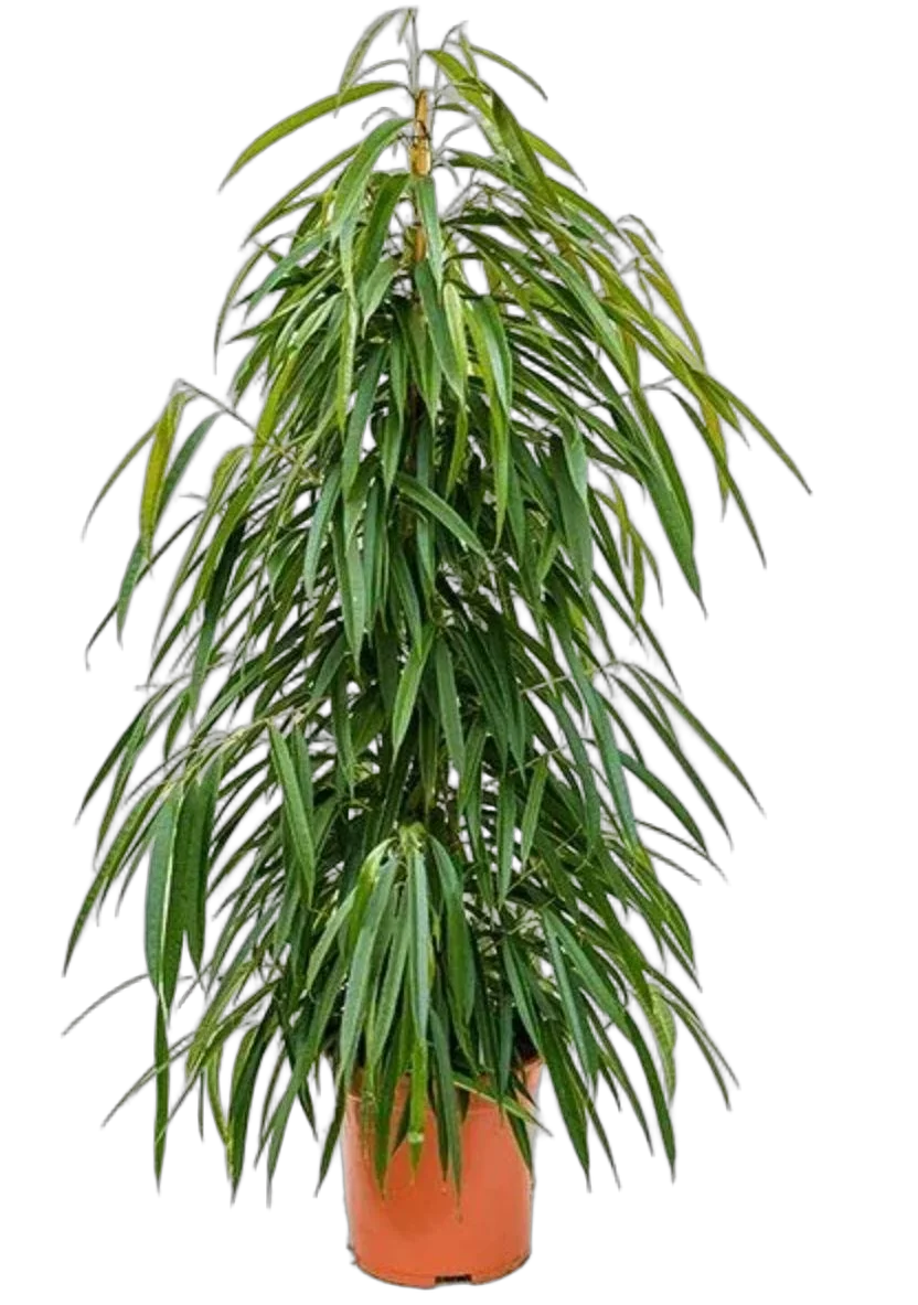 Фикус Биннедика Али - Ficus binnendijkii Alii D25 H140