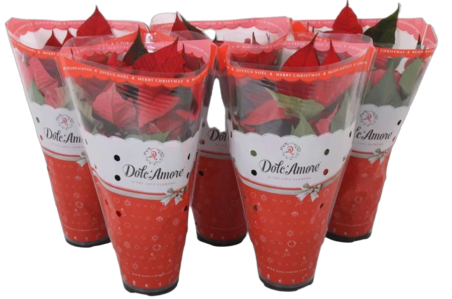 Пуансеттия (молочай красивейший) - Euphorbia pulcherrima D12 H30