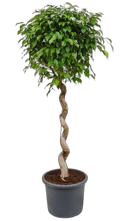 Фикус Бенджамина Экзотика косичка - Ficus benjamina Exotica D40 H150