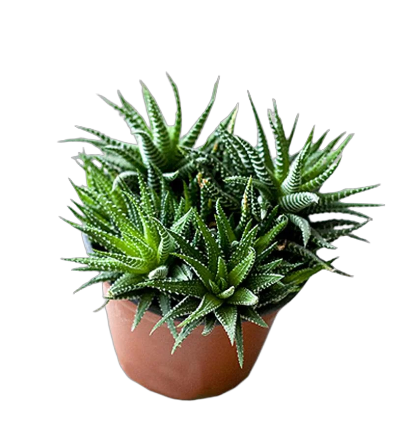 Хавортия жемчугоносная - Haworthia margaritifera D10 H15