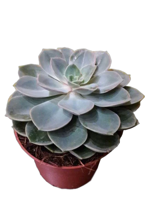 Эхеверия горбатоцветковая D12 H15