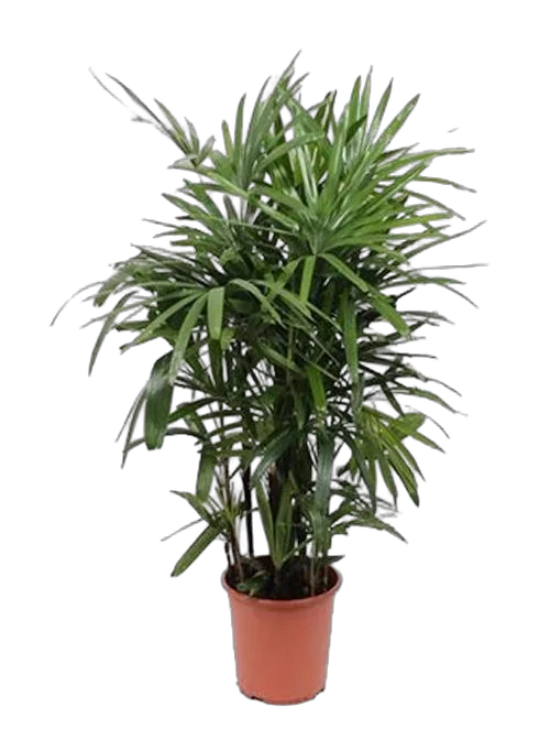 Пальма Рапис - Rhapis Excelsa D34 H140