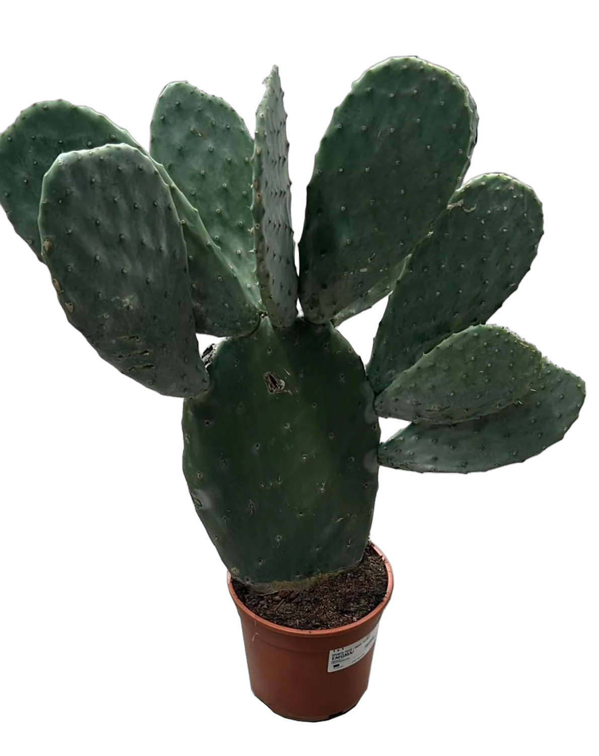 Опунция Инжирная (Индийская) - Opuntia Ficus-indica D19 H60