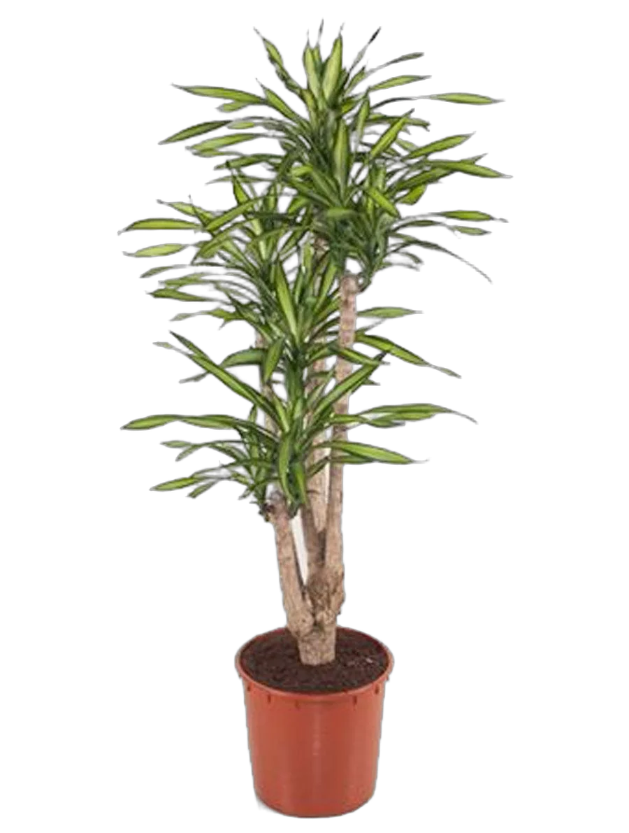 Драцена душистая Рики бранч - Dracaena fragrans Riki Branched D34 H150