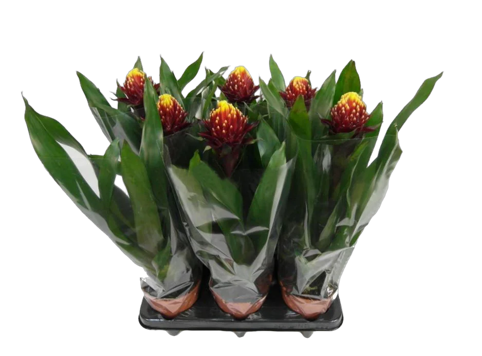 ГусманияAlto красная - Guzmania Alto D12 H50
