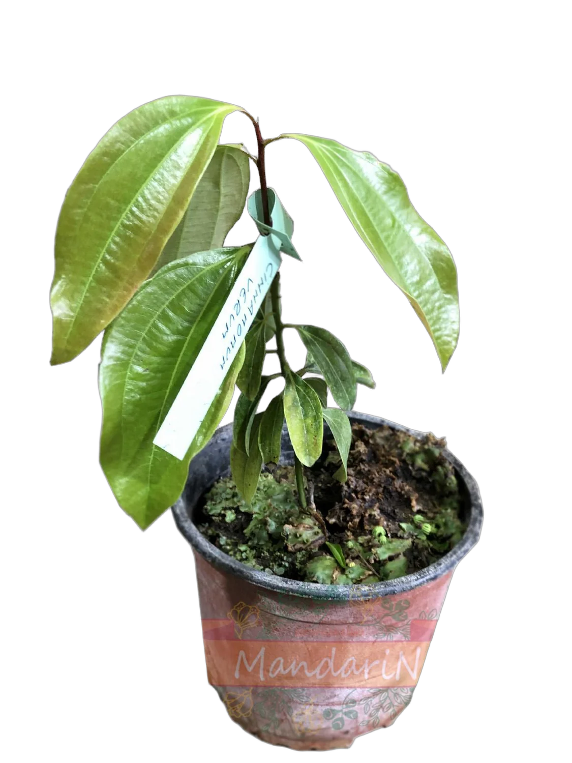 Кориица - Cinnamomum verum D12 H25