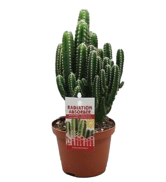 Цереус Перуанский, цереус ночной, или репандус - Cereus repandus Florida D17 H40