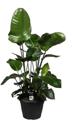 Стрелиция Николай - Strelitzia Nicolai D35 H135