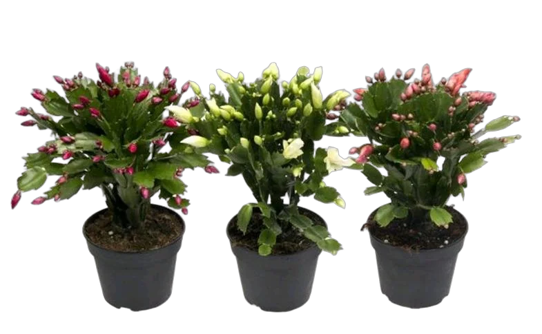 Шлюмбергера микс - Schlumbergera D9 H20