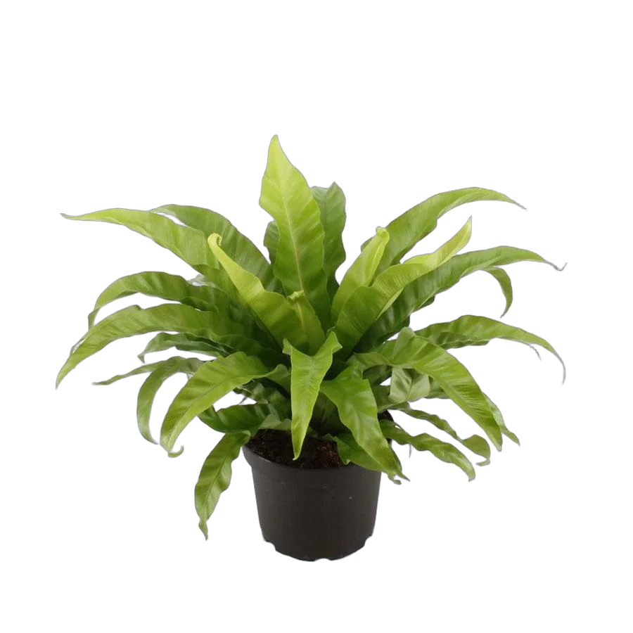 Асплениум древний, античный - Asplenium Antiquum D9 H20