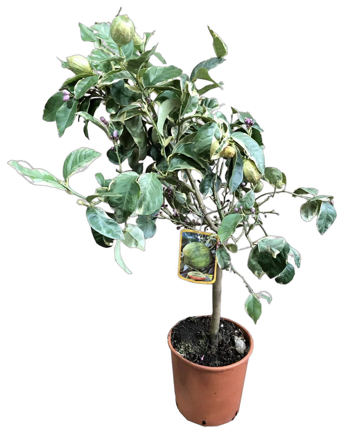 Розовый варьегатный лимон 80 см