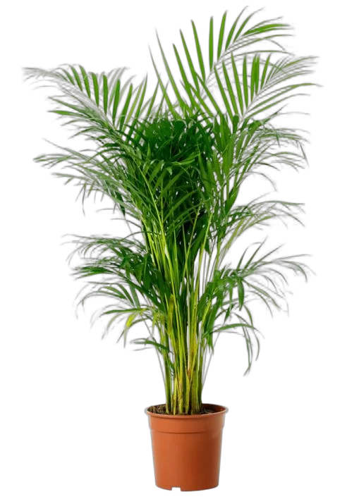 Пальма Арека D21 H90