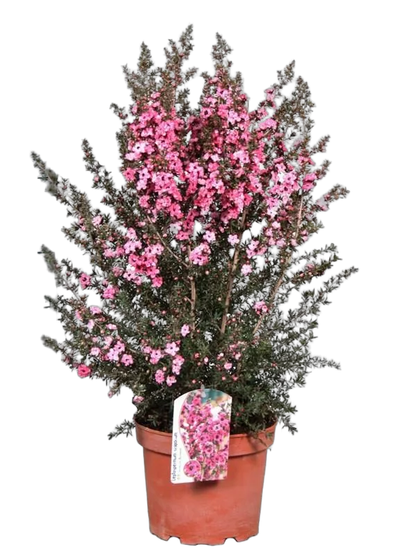 Лептоспермум - Leptospermum D18 H60