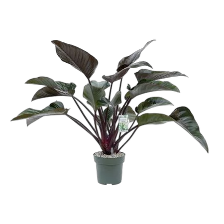 Красная Красавица