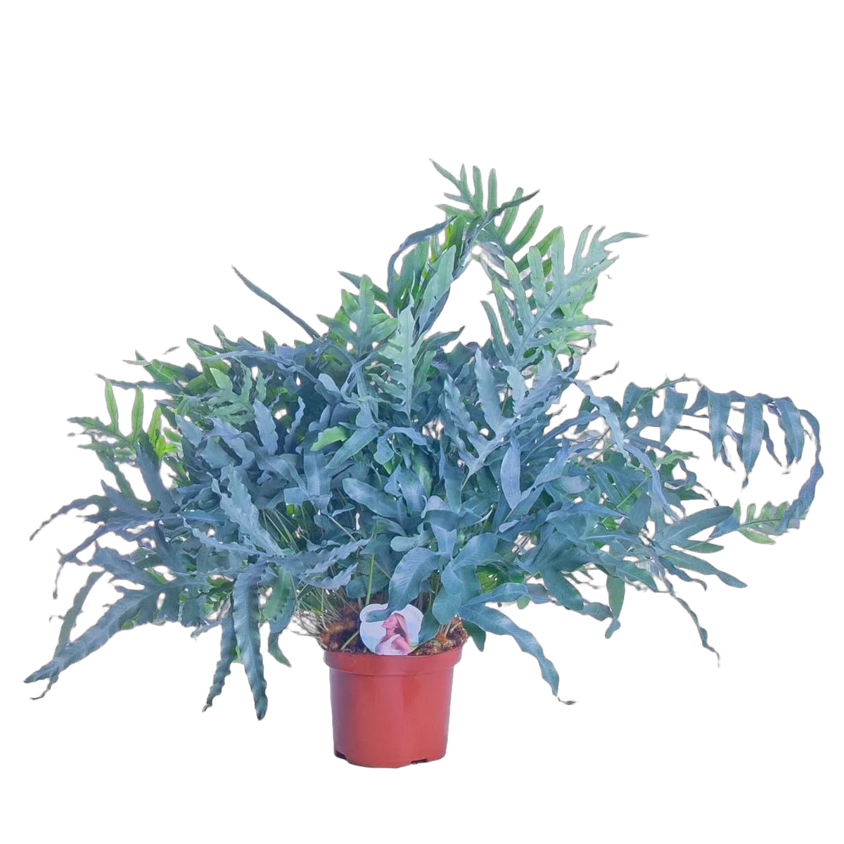 Папоротник Флебодиум золотистый - Phlebodium aureum 'Blue Star' D19 H65