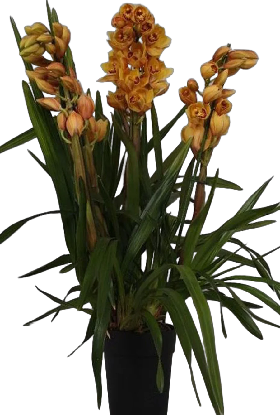 Цимбидиум Оранжевый - Cymbidium  D18 H90