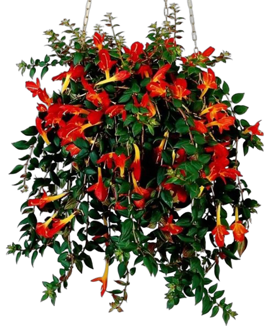 Колумнея - Columnea D20 H45