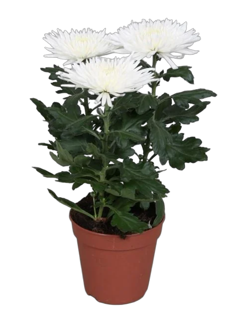 Хризантема Анастасия Белая - Chrysanthemum Anastasia D12 H27