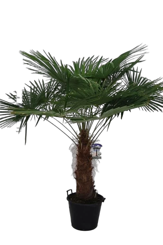 Пальма Трахикарпус - Trachycarpus D50 H200