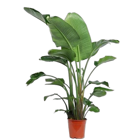 Стрелиция Николай - Strelitzia Nicolai D25 H140