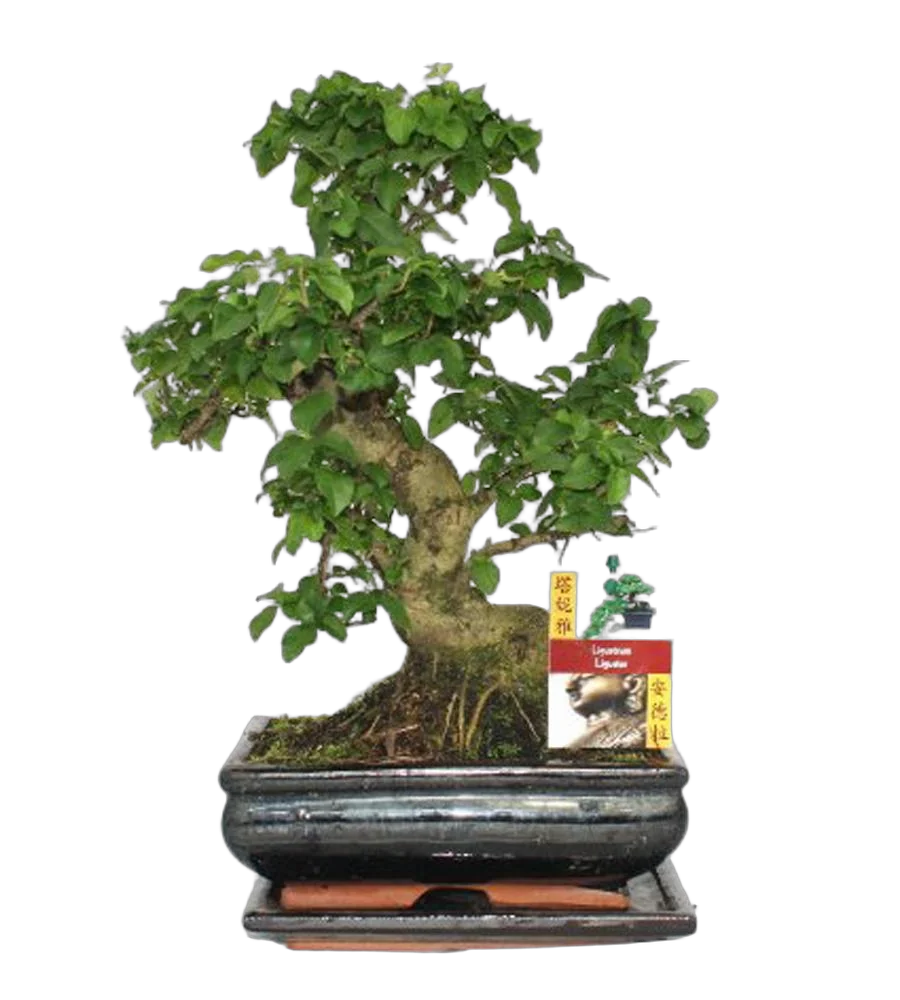 Бонсай Лигуструм D20 H30