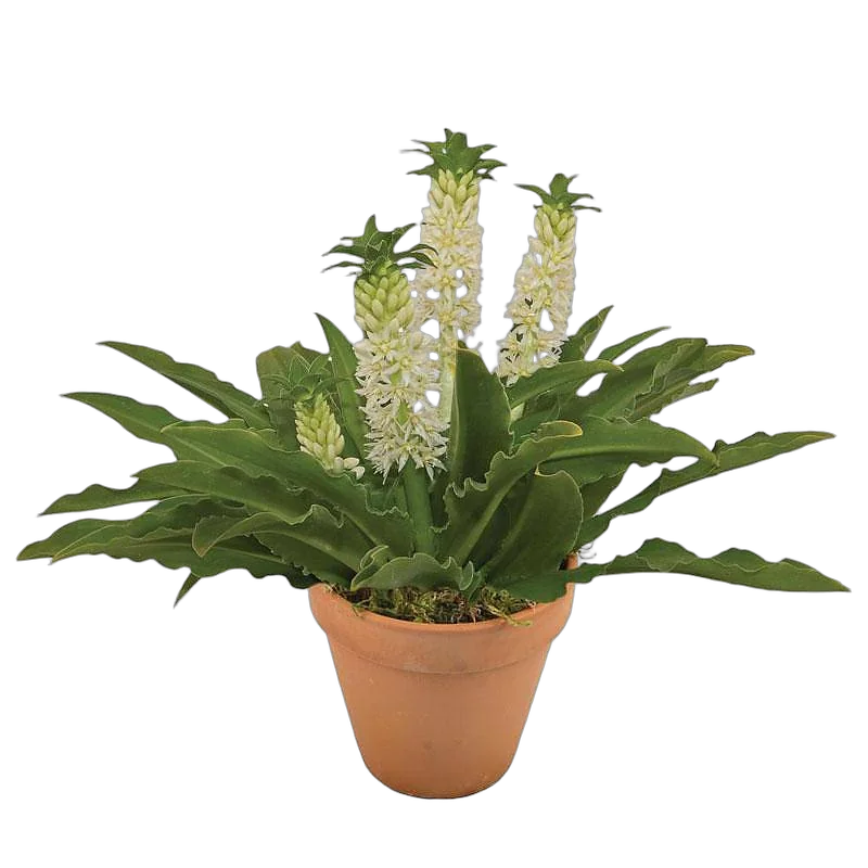 Эукомис розовый - Eucomis Leia D17 H35