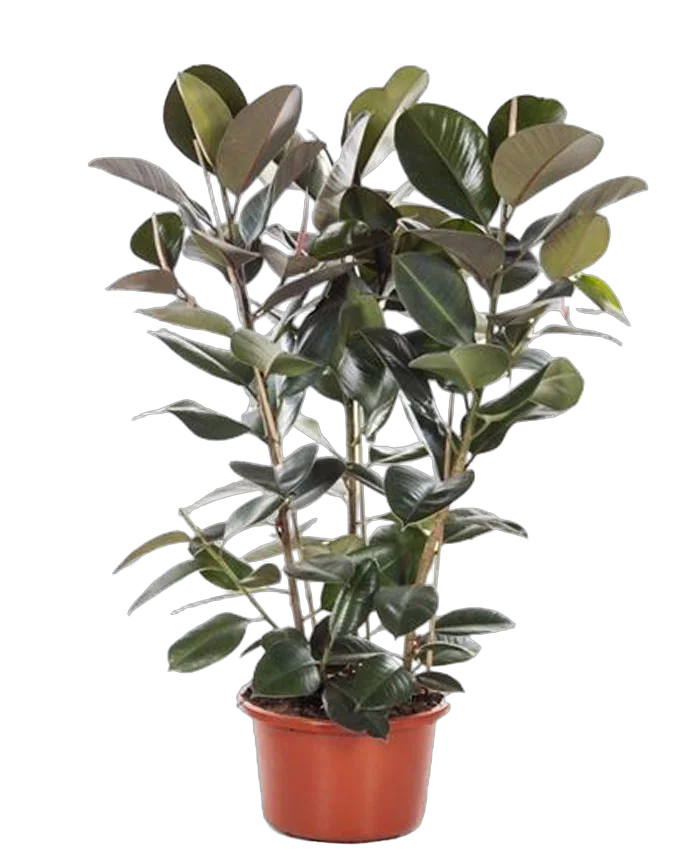 Фикус эластика Робуста - Ficus elastica Robusta D28 H130