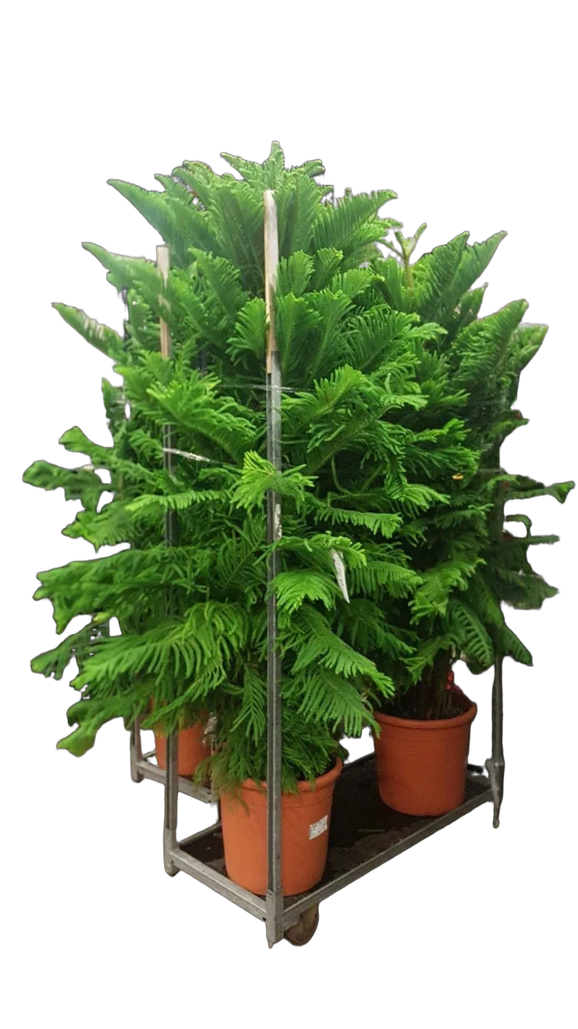 Араукария Хетерофилла - Araucaria D55 H230