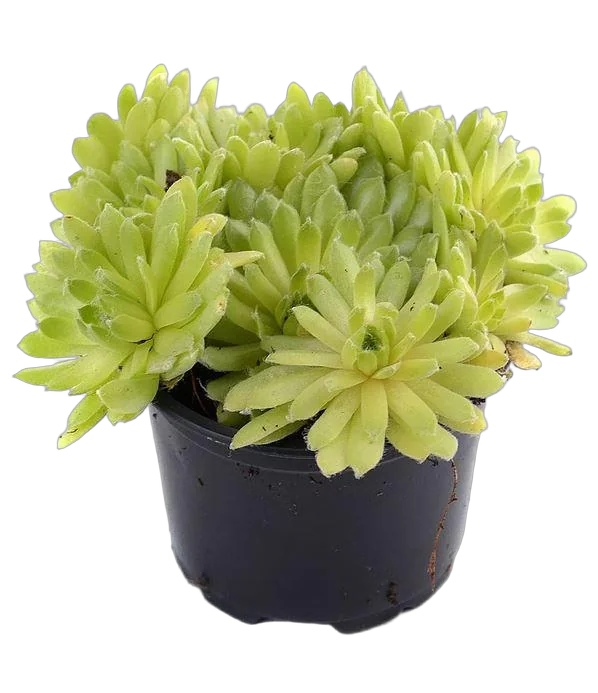 Молодило - Sempervivum