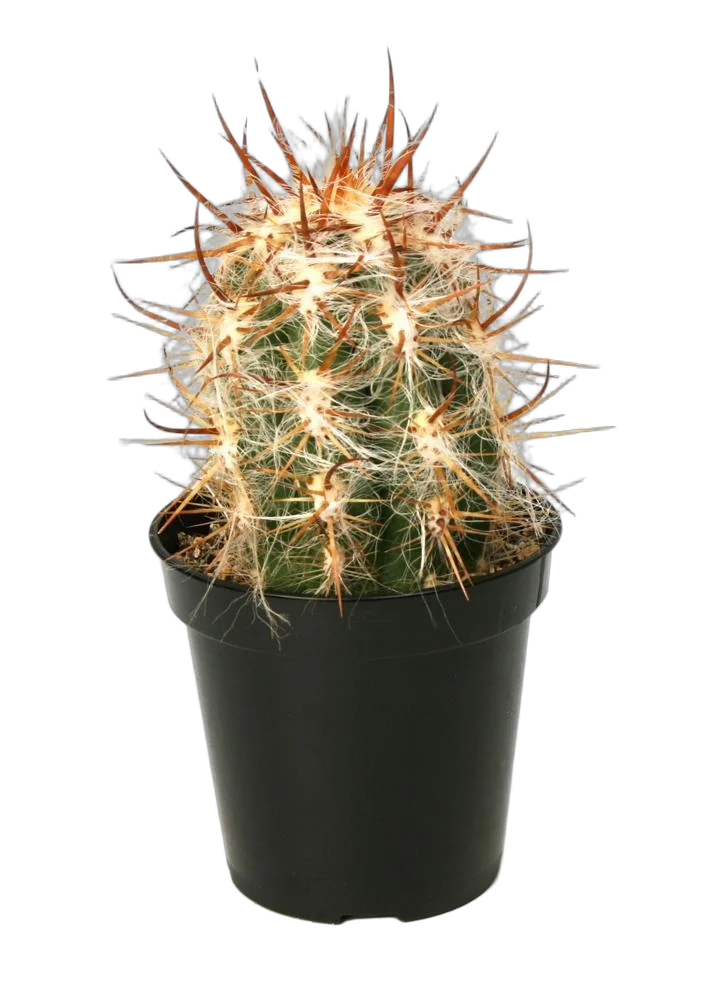 Ореоцереус, Трихоцереусовые - Trichocereeae D10 H20