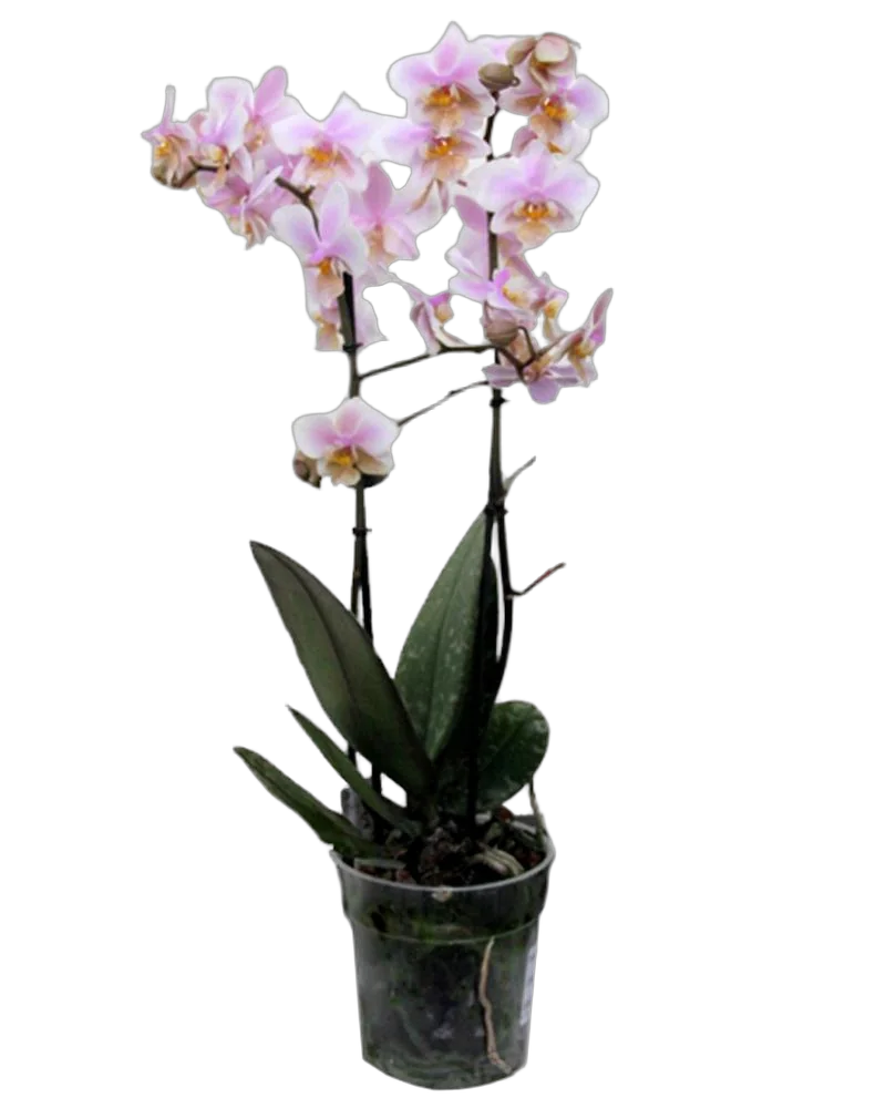 Фаленопсис Padova (Anthura) 2 цветоноса - Phalaenopsis D12 H50