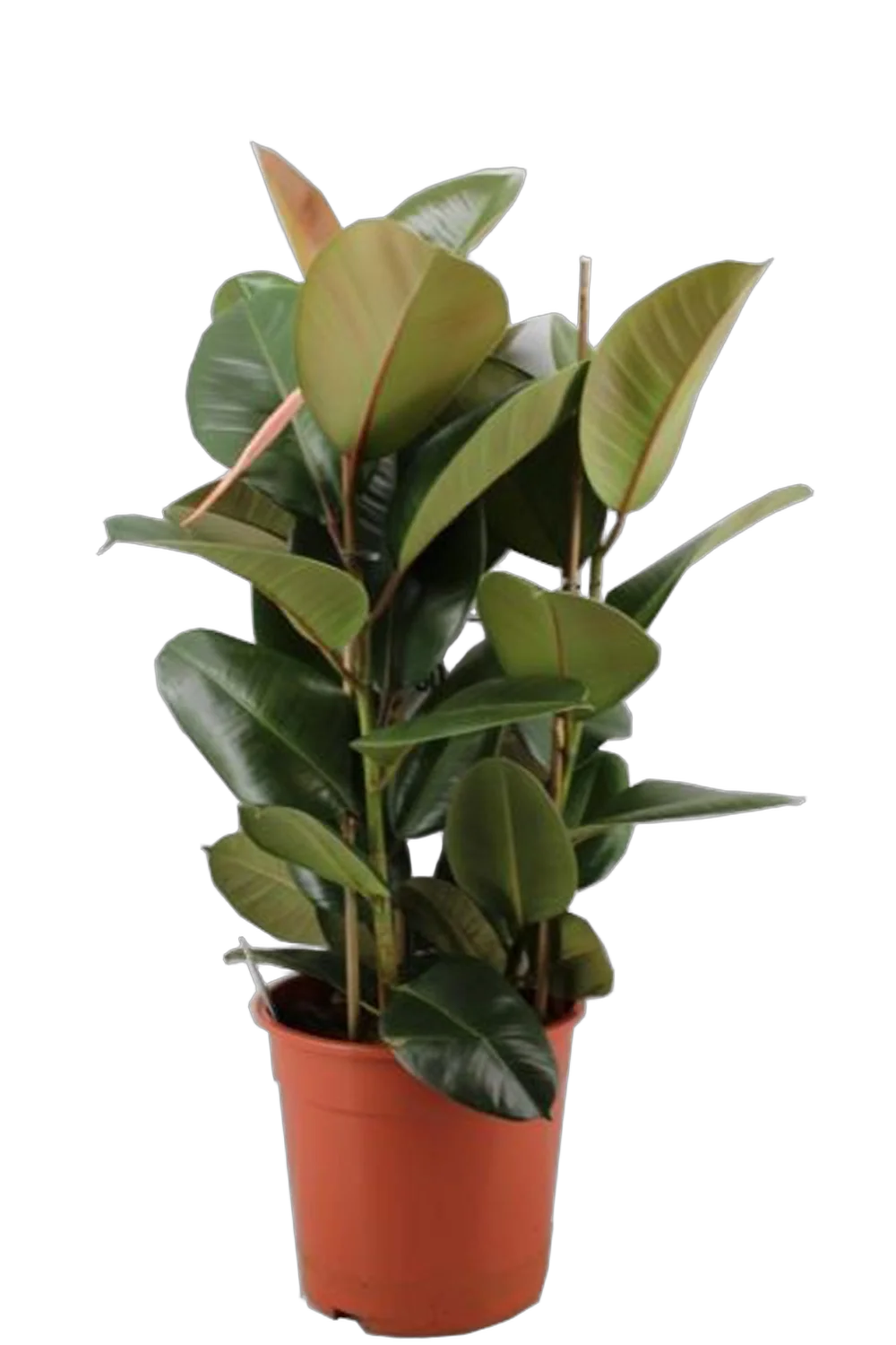 Фикус эластика Робуста - Ficus elastica Robusta 3pp D27 H85