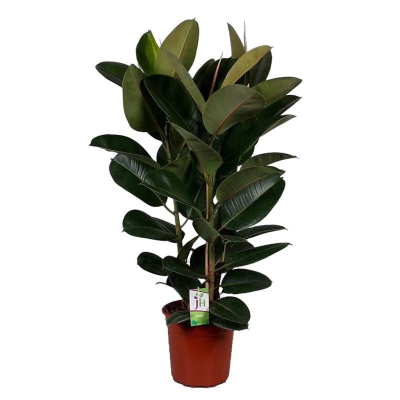 Фикус Эластика (каучуконосный) Мэлани - Ficus elastica Melany D30 H180