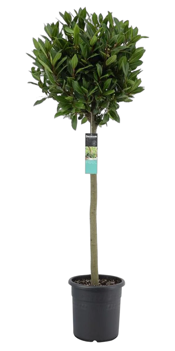 Лавр благородный штамб - Lurus nbilis D28 H150