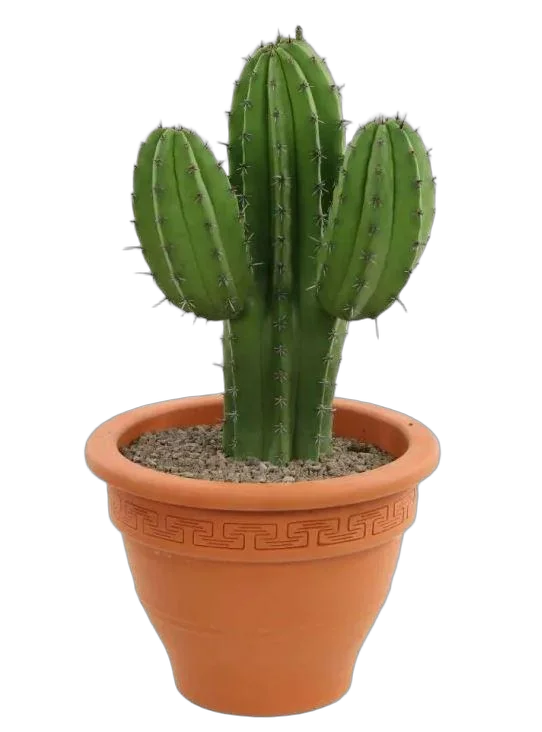 Полаския Чичипе - Polaskia chichipe cereus D14 H35