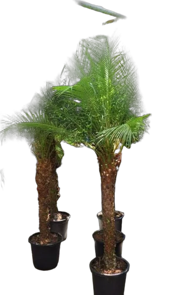 Финик Робелини - Phoenix roebelenii D50 H300